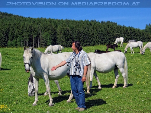 Auf der Lipizzaner Weide 17
