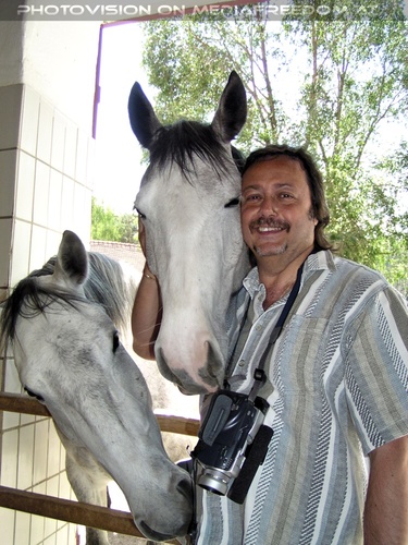 Im Lipizzanergest�t 14