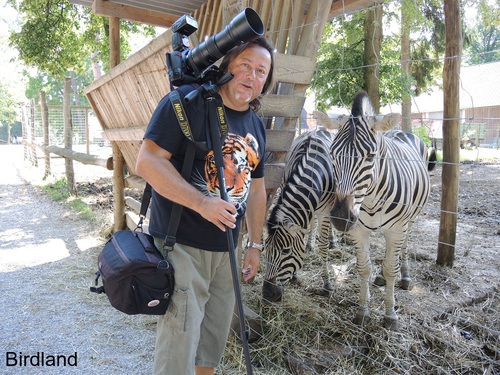 Der Fotograf und Zebras