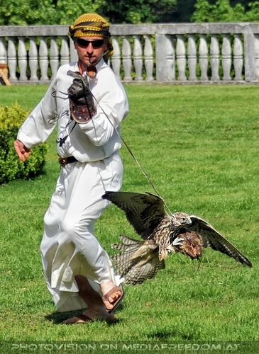Greifvogel Vorf�hrung 50