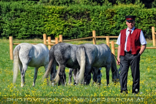 Die Lipizzaner Heimat 082