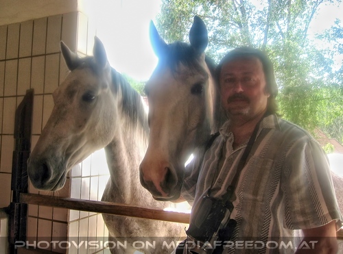 Im Lipizzanergest�t 12