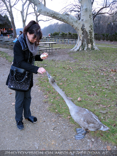 Kaiserliche Gartenlust 37