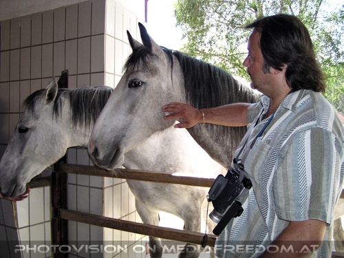 Im Lipizzanergest�t 13