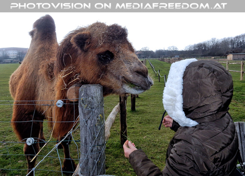 Kamele 08: Gabriele P.