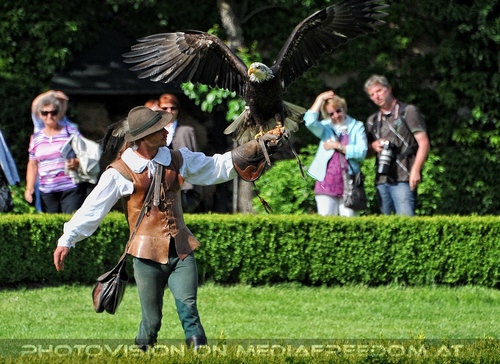 Greifvogel Vorf�hrung 70