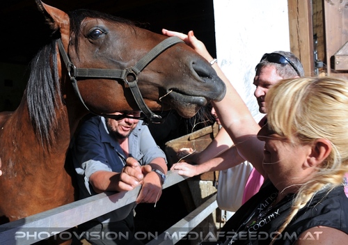 Bei den Junghengsten 36