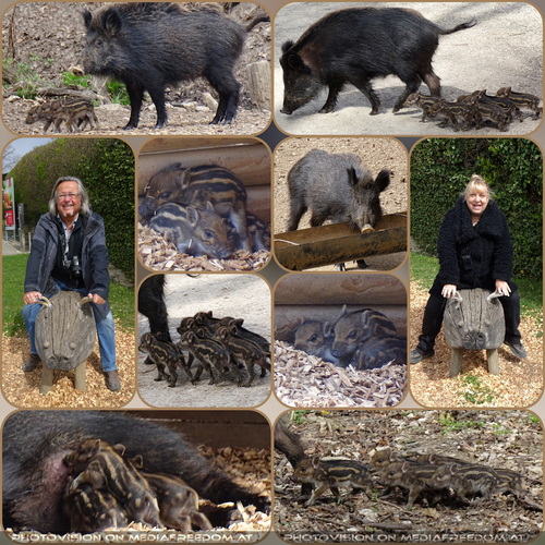 Big PIG FAMILY!: Gabriele P., Charly Swoboda