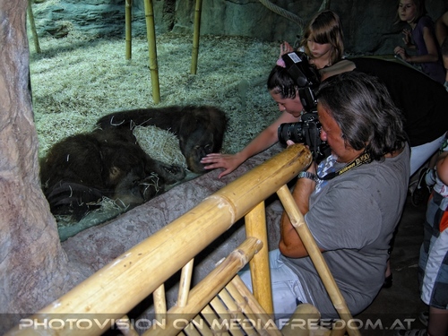 Die Orang-Utans 03: Charly Swoboda