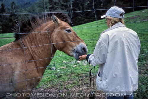Przewalski Pferd 2
