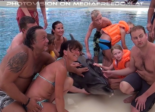 Swim with Dolphins 11