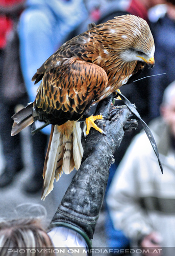 Historische Falknerei 30