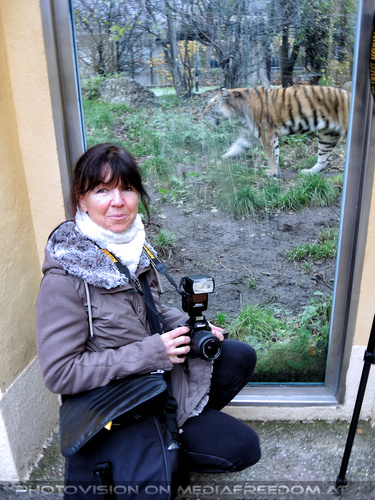 Sibirischer Tiger 03