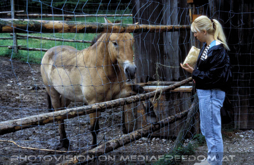Beim Przewalski Pferd 03: Gabriele P.