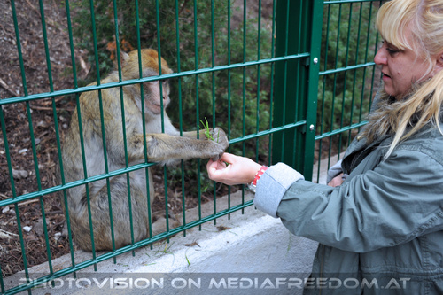 Affen Parlament 3: Gabriele P.