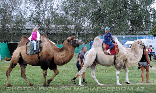 Afrikanischer Bazar 18