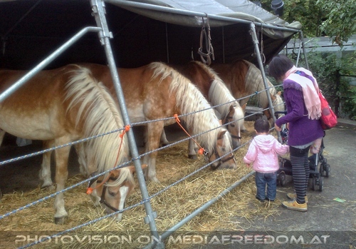 Hund, Katz und Co 02