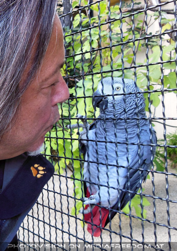 Graupapagei 4: Charly Swoboda