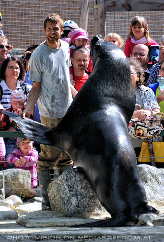 M�hnenrobben F�tterung 07: Commandante