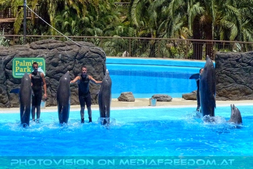 Dolphin Show 02