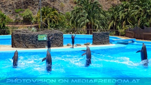 Dolphin Show 03