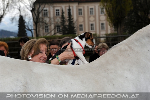 Club der Freunde des Lipizzanergest�ts 43