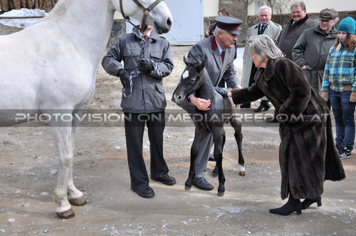 Die Fohlenpr�sentation 08: Elisabeth G�rtler