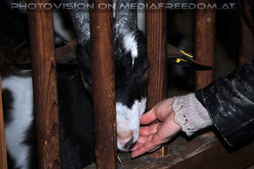 Im Tirolerhof 5: Eva D.