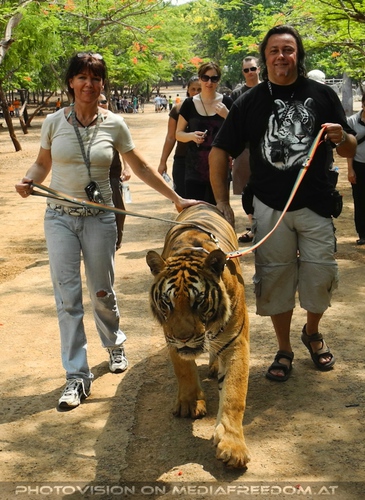 The B-Day of the Tigerman Pix 099