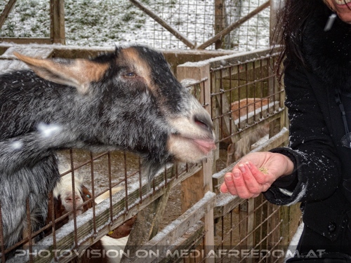 Advent Stimmung 24 - Ziege f�ttern: Eva D.
