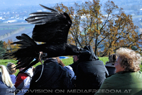 Falknereivorf�hrung 07