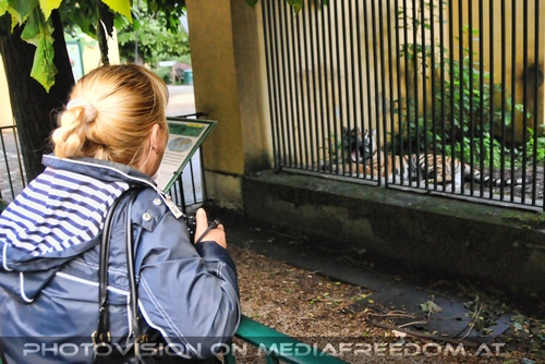 Tiger Beobachtung: Gabriele P.