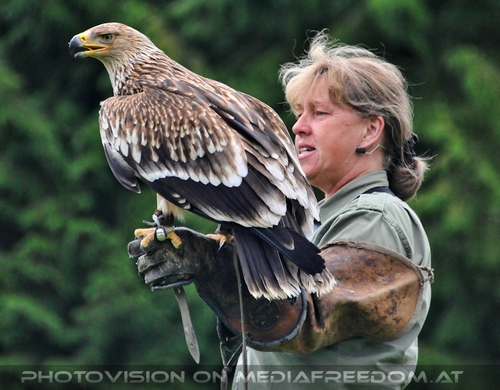 Adler mit Falknerin