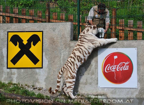 Ich will auch den Babystofftiger: Herbert Eder