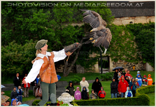 Majest�tischer Anflug - Greifvogelshow