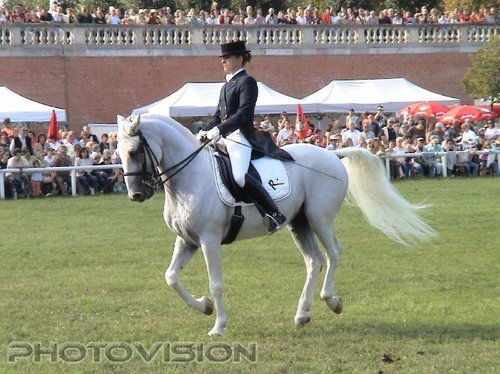 Lipizzaner solo