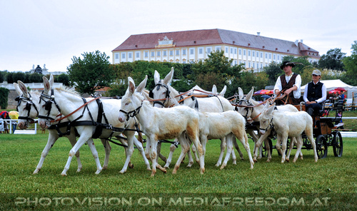 Wei�es Eselgespann 3