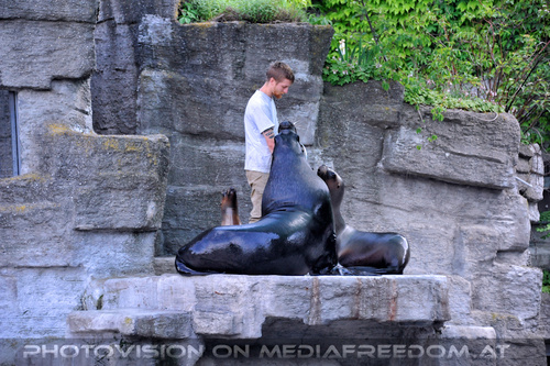 M�hnenrobben F�tterung 02