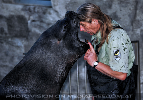 M�hnenrobben F�tterung 03