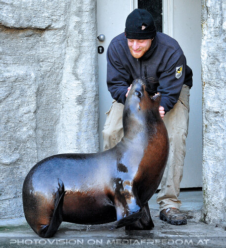 M�hnenrobben F�tterung 06