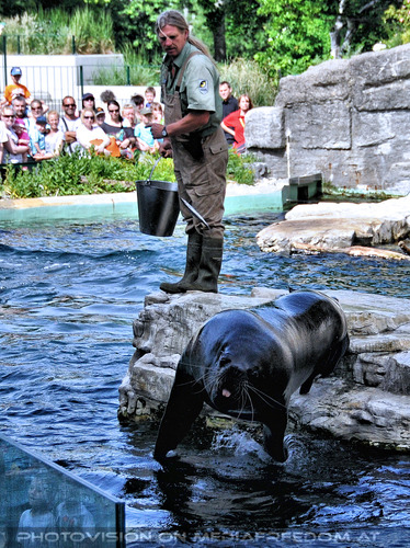 M�hnenrobben F�tterung 10