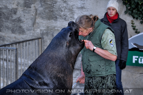 M�hnenrobben F�tterung 3