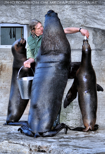 M�hnenrobben F�tterung 4