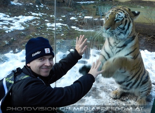 Sibirischer Tiger Winter 24