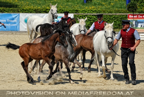 Die Lipizzaner Heimat 025