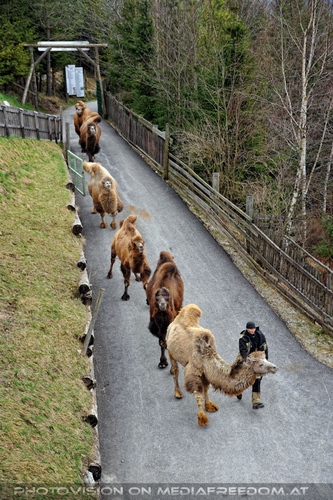 Hochzeit des Sultan 11