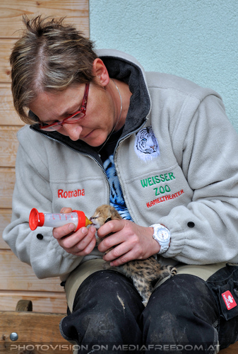 Serval Baby F�tterung 02: Romana Goldhahn