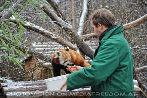 Rote Panda F�tterung 10