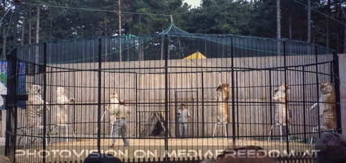 Wei�e und goldene Tigershow