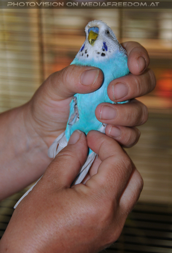 Sittich Betreuung 2: Sunny,Gabriele P.